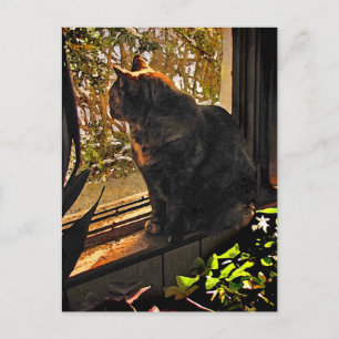 Carte Postale Chat dans la fenêtre