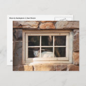 Carte postale Chat dans la fenêtre (Devant / Derrière)