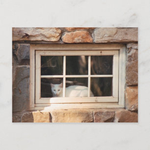 Carte postale Chat dans la fenêtre