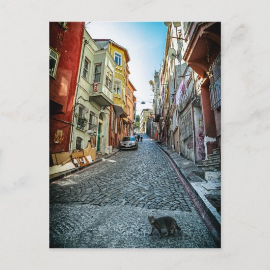 Carte Postale Chat dans la rue d'Istanbul (Devant)