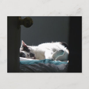 Carte Postale Chat dans la tache de soleil Ne pas déranger