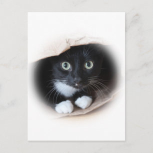 Carte Postale Chat dans un sac