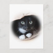 Carte Postale Chat dans un sac (Devant)