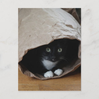 Carte Postale Chat dans un sac 2