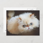 Carte Postale Chat Dans Une Boîte (Devant / Derrière)