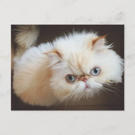 Carte Postale Chat Dans Une Boîte (Devant)