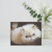 Carte Postale Chat Dans Une Boîte (Debout devant)