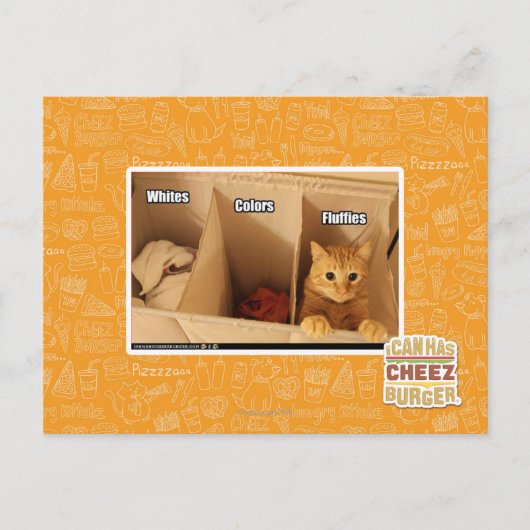 Carte Postale Chat de blanchisserie (Devant)