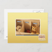 Carte Postale Chat de blanchisserie (Devant / Derrière)