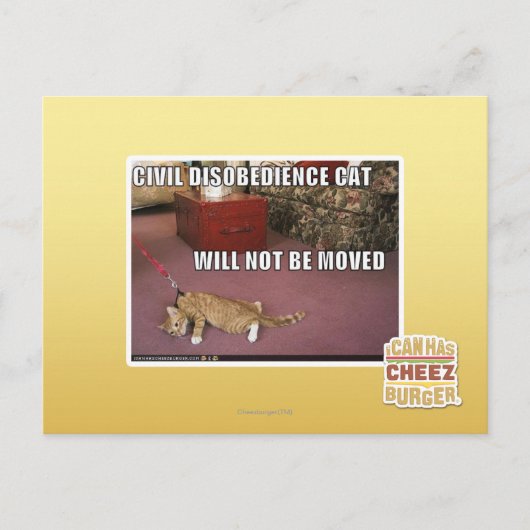Carte Postale Chat de désobéissance civile (Devant)