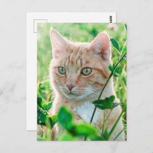 Carte Postale Chat de gingembre avec yeux verts en herbe (Devant / Derrière)