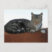 Carte Postale Chat de grange sur Dunnit (Devant)