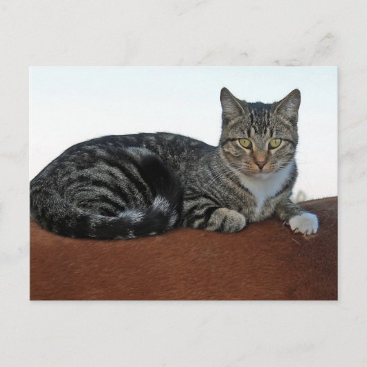 Carte Postale Chat de grange sur Dunnit (Devant)