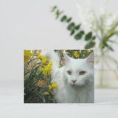 Carte Postale Chat de Kitty (Debout devant)