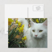 Carte Postale Chat de Kitty (Devant / Derrière)