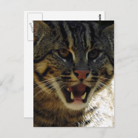 Carte Postale Chat de pêche (Devant / Derrière)