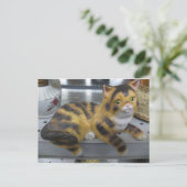 Carte Postale Chat de plateau (Debout devant)
