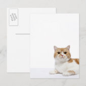 Carte Postale Chat de pliage écossais (Devant / Derrière)