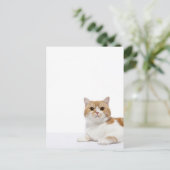 Carte Postale Chat de pliage écossais (Debout devant)