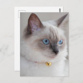 Carte Postale Chat de poupée Rag (Devant / Derrière)