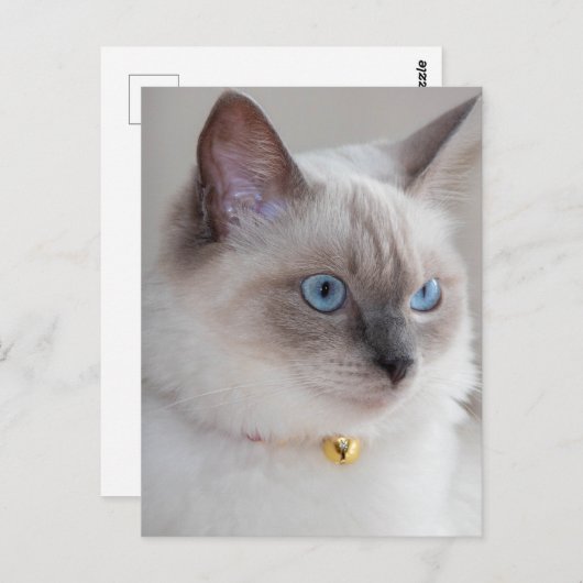 Carte Postale Chat de poupée Rag (Devant / Derrière)