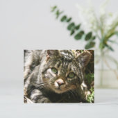 Carte postale Chat de repos (Debout devant)