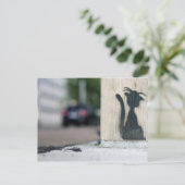 Carte Postale chat de rue (Debout devant)