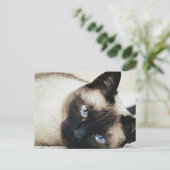 Carte Postale Chat de Siamese (Debout devant)