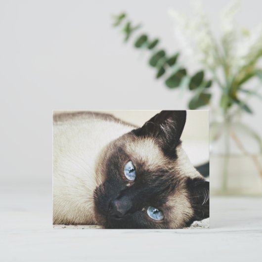 Carte Postale Chat de Siamese (Debout devant)
