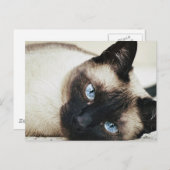 Carte Postale Chat de Siamese (Devant / Derrière)