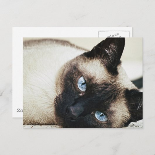 Carte Postale Chat de Siamese (Devant / Derrière)