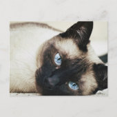 Carte Postale Chat de Siamese (Devant)