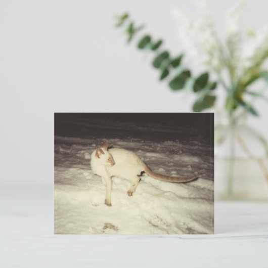 Carte postale chat de Siamese (Debout devant)
