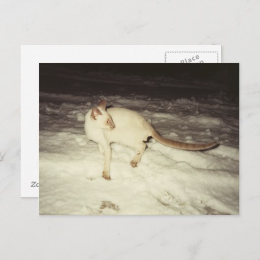 Carte postale chat de Siamese (Devant / Derrière)