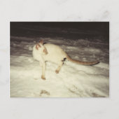 Carte postale chat de Siamese (Devant)