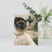 Carte Postale Chat de Siamese (Debout devant)