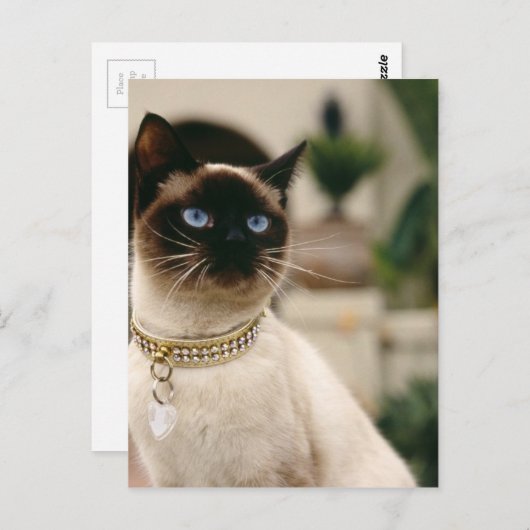 Carte Postale Chat de Siamese (Devant / Derrière)