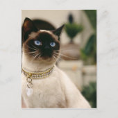 Carte Postale Chat de Siamese (Devant)