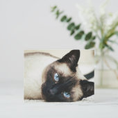 Carte Postale Chat de Siamese (Debout devant)