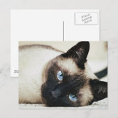 Carte Postale Chat de Siamese (Devant / Derrière)