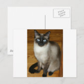 Carte Postale Chat de Siamese (Devant / Derrière)