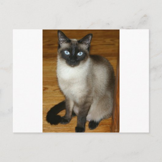 Carte Postale Chat de Siamese (Devant)