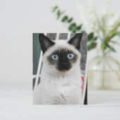 Carte Postale Chat de Siamese (Debout devant)