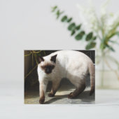 Carte Postale Chat de Siamese (Debout devant)