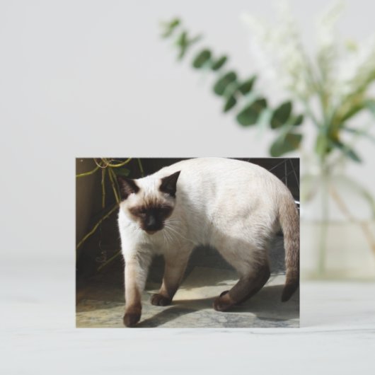 Carte Postale Chat de Siamese (Debout devant)
