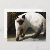 Carte Postale Chat de Siamese (Devant / Derrière)