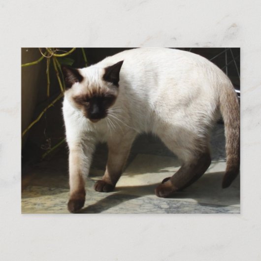 Carte Postale Chat de Siamese (Devant)