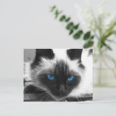 Carte Postale Chat de Siamese (Debout devant)