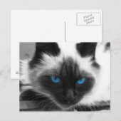 Carte Postale Chat de Siamese (Devant / Derrière)