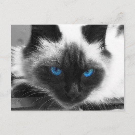 Carte Postale Chat de Siamese (Devant)
